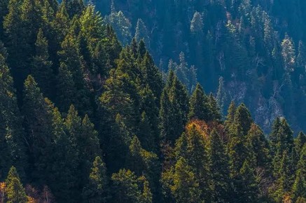 Tracing Sustainable Value Chains: Is India Ready for the EU’s Deforestation Regulation?